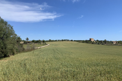земельные участки на Vilafranca de Bonany
